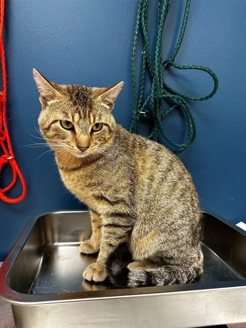 A young small-sized male Domestic Short Hair cat named Donn for adoption in Olivette, MO