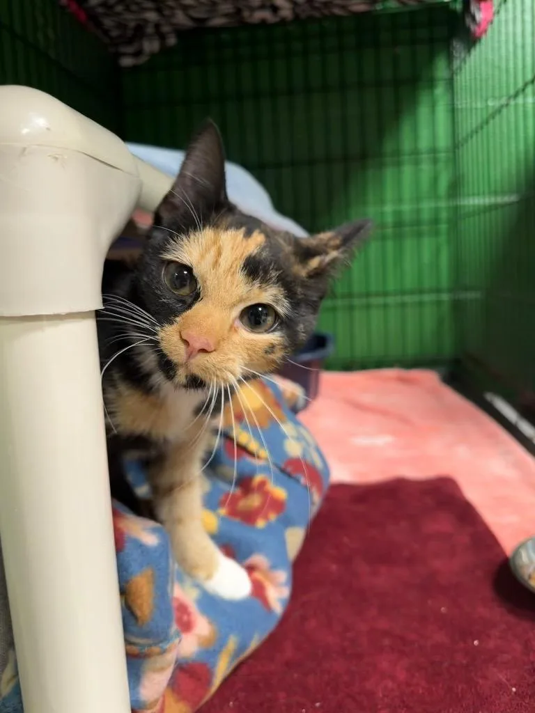 A baby small-sized female Domestic Short Hair cat named Marina for adoption in Olean, NY