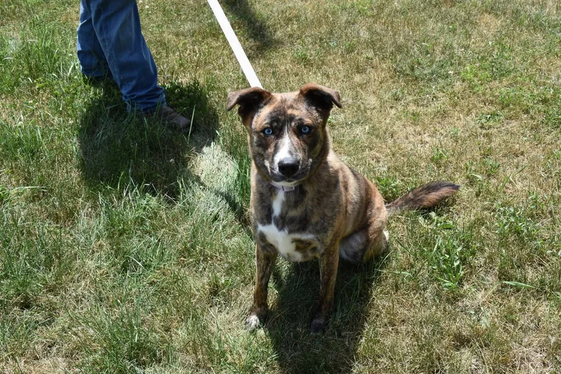 An adult medium-sized female Brindle Husky dog named Daisy Rose for adoption in North Judson, IN