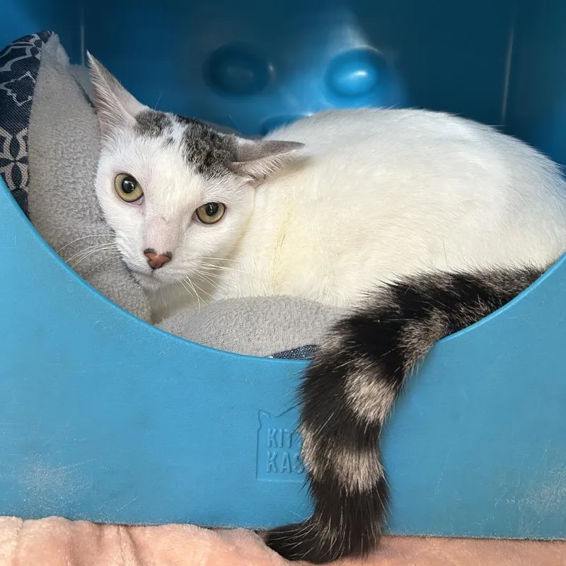 An adult large-sized male White Domestic Short Hair cat named Sweetie for adoption in Waukesha, WI