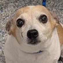 A senior small-sized female Mixed Breed dog named Miss Piggie for adoption in Greenville, SC