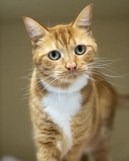 An adult large-sized female Domestic Short Hair cat named Hen for adoption in Pequot Lakes, MN