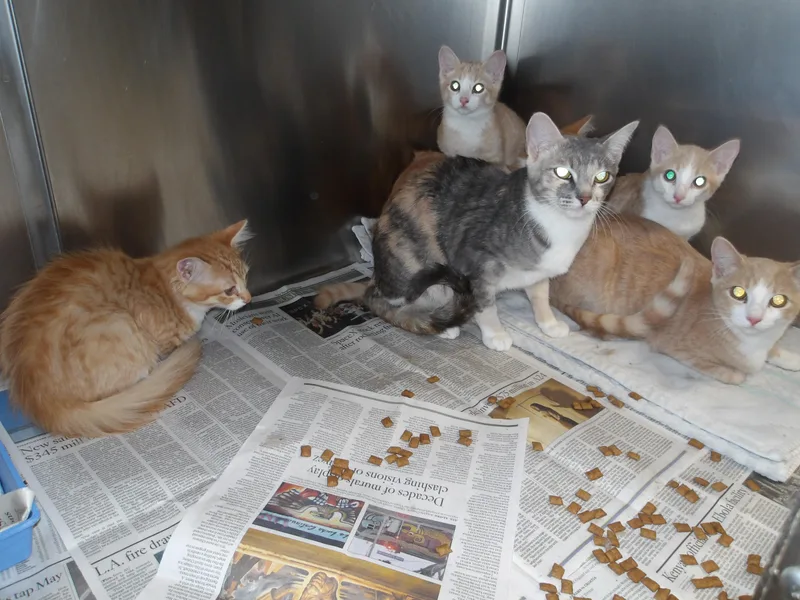An adult large-sized female Domestic Short Hair cat named A for adoption in Los Angeles, CA