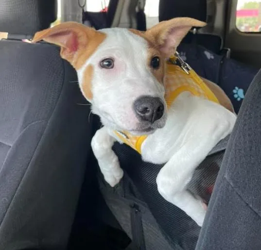 A baby medium-sized male Australian Cattle Dog / Blue Heeler dog named Declan for adoption in Brooklyn Center, MN