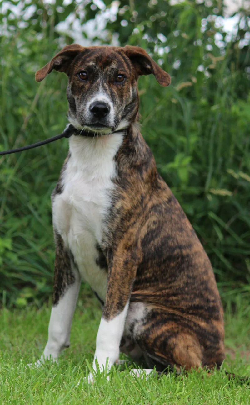 A young medium-sized male Brindle Mixed Breed dog named Rafiki for adoption in Portage, WI