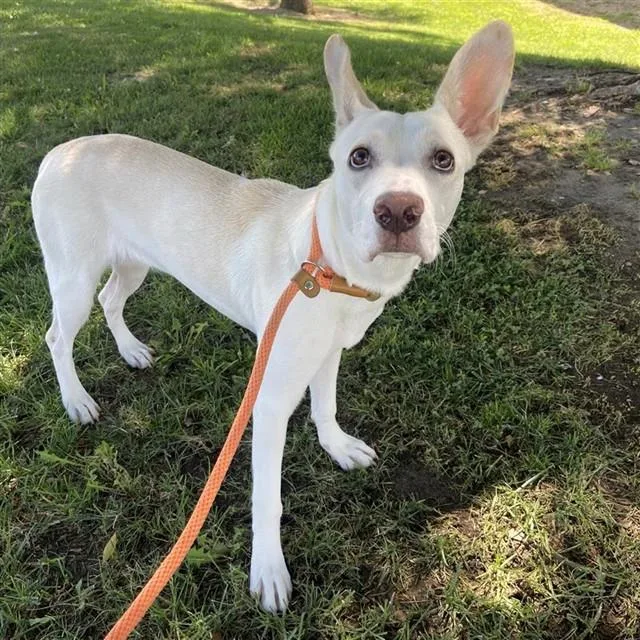 A young large-sized female German Shepherd Dog dog named Alba for adoption in Ontario, CA