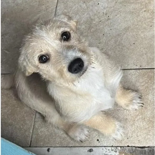 A baby small-sized female White / Cream Mixed Breed dog named Mary Jo for adoption in Santa Rosa, CA