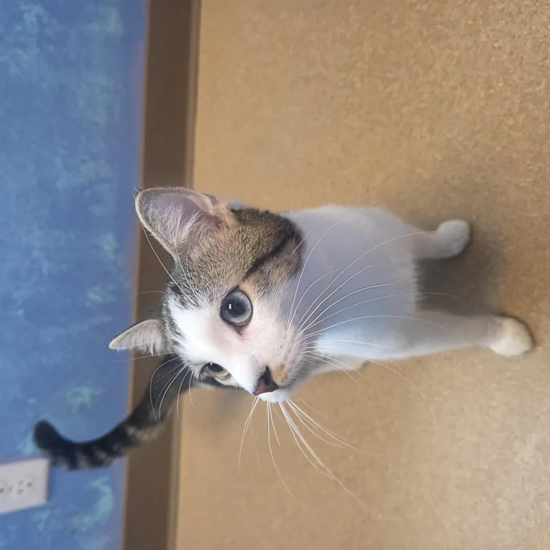 A young medium-sized male Brown / Chocolate Domestic Short Hair cat named Orange Glow for adoption in Brookings, SD