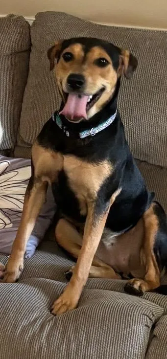 An adult medium-sized female Hound dog named Anniebelle Lee for adoption in Holly Springs, NC