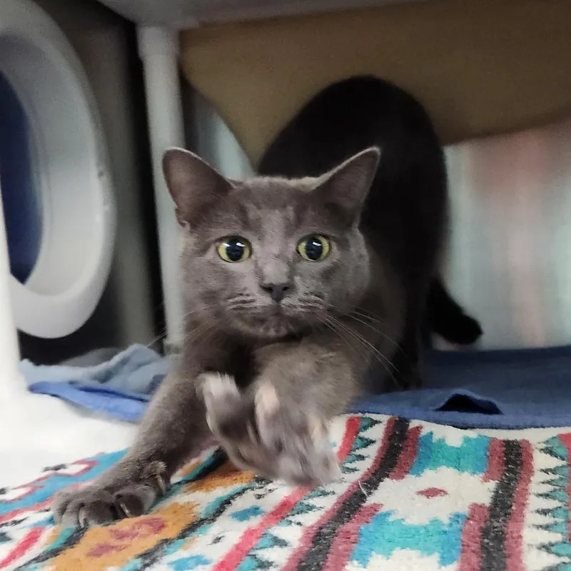 An adult medium-sized female Domestic Short Hair cat named Bubble for adoption in Grand Rapids, MI