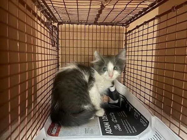 A baby small-sized male Domestic Short Hair cat named Albert for adoption in Austin, TX