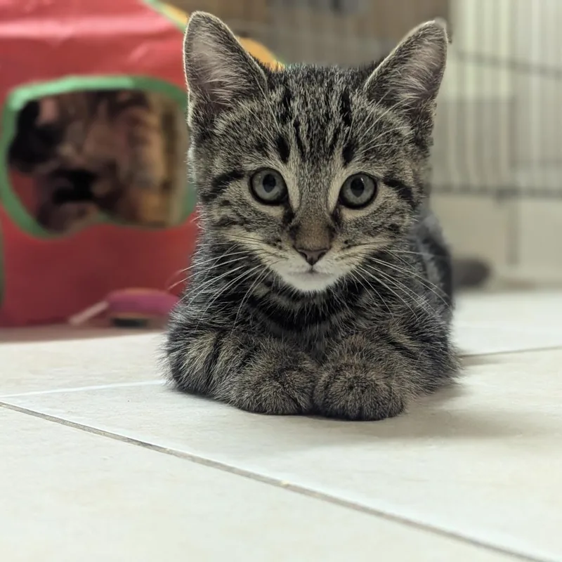 A baby small-sized male Tabby (Brown / Chocolate) Domestic Short Hair cat named Everybody wants to be for adoption in Fenton, MI