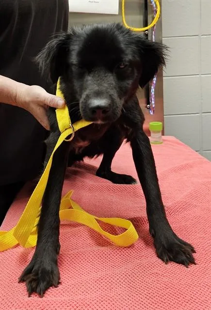 A young medium-sized female Australian Shepherd dog named Macie for adoption in Huntsville, AL