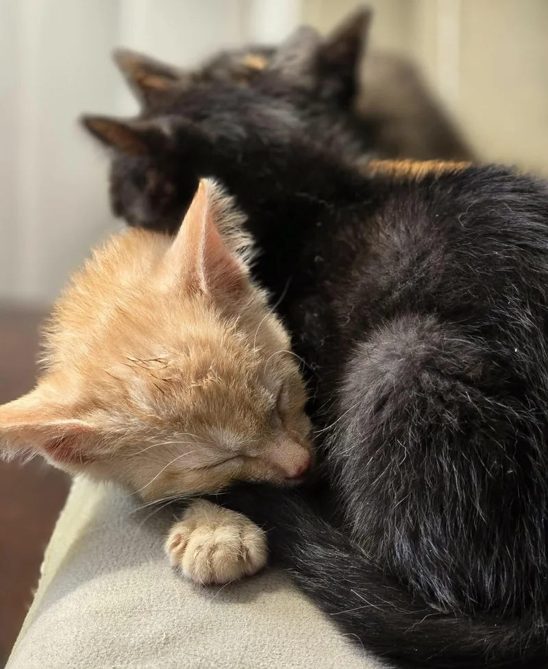 A baby medium-sized male Domestic Short Hair cat named Pringle for adoption in China Township, MI