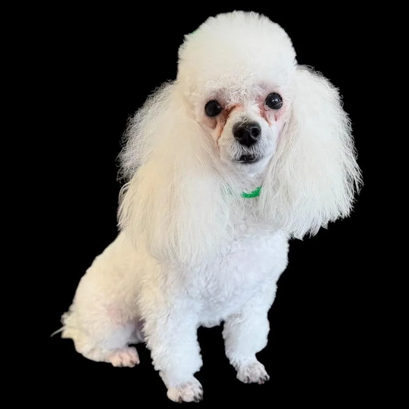 A young small-sized male White / Cream Poodle dog named Milo for adoption in Phoenix, AZ