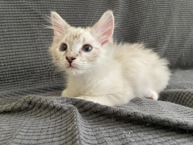 A baby small-sized female Cream / Ivory Siamese cat named Myki Meeks for adoption in Austin, TX