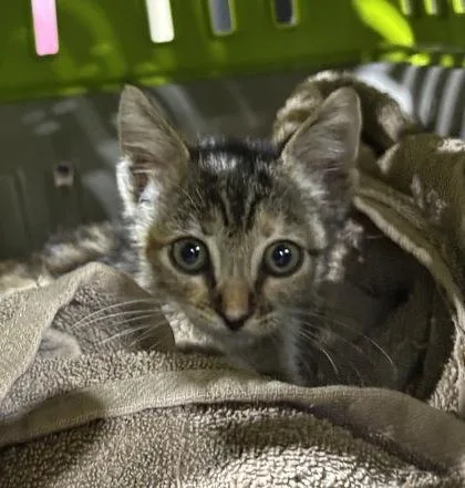 A baby small-sized female Tabby (Gray / Blue / Silver) Domestic Short Hair cat named Noodles for adoption in Harlingen, TX