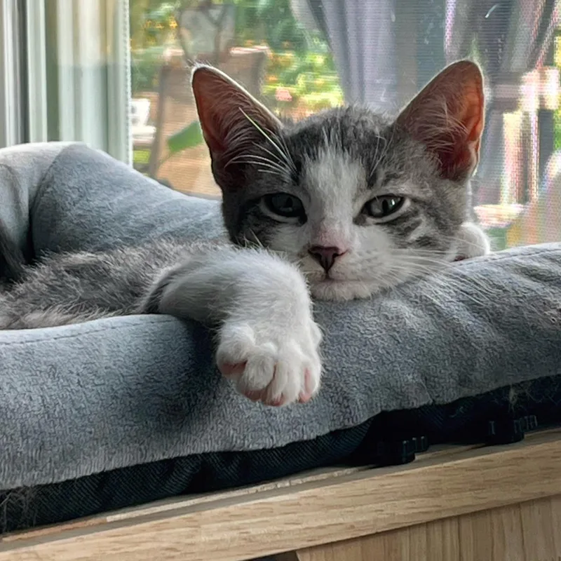 Alexander