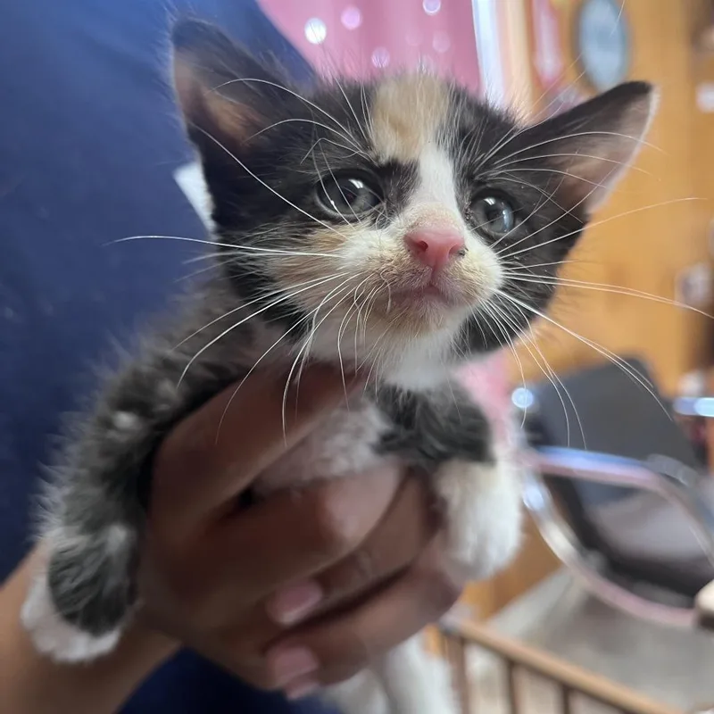 A baby small-sized male Black Domestic Short Hair cat named Miso for adoption in San Pablo, CA