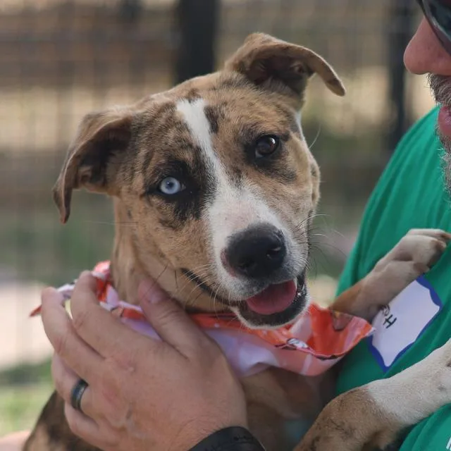 A young medium-sized female Catahoula Leopard Dog dog named Amilie for adoption in San Antonio, TX