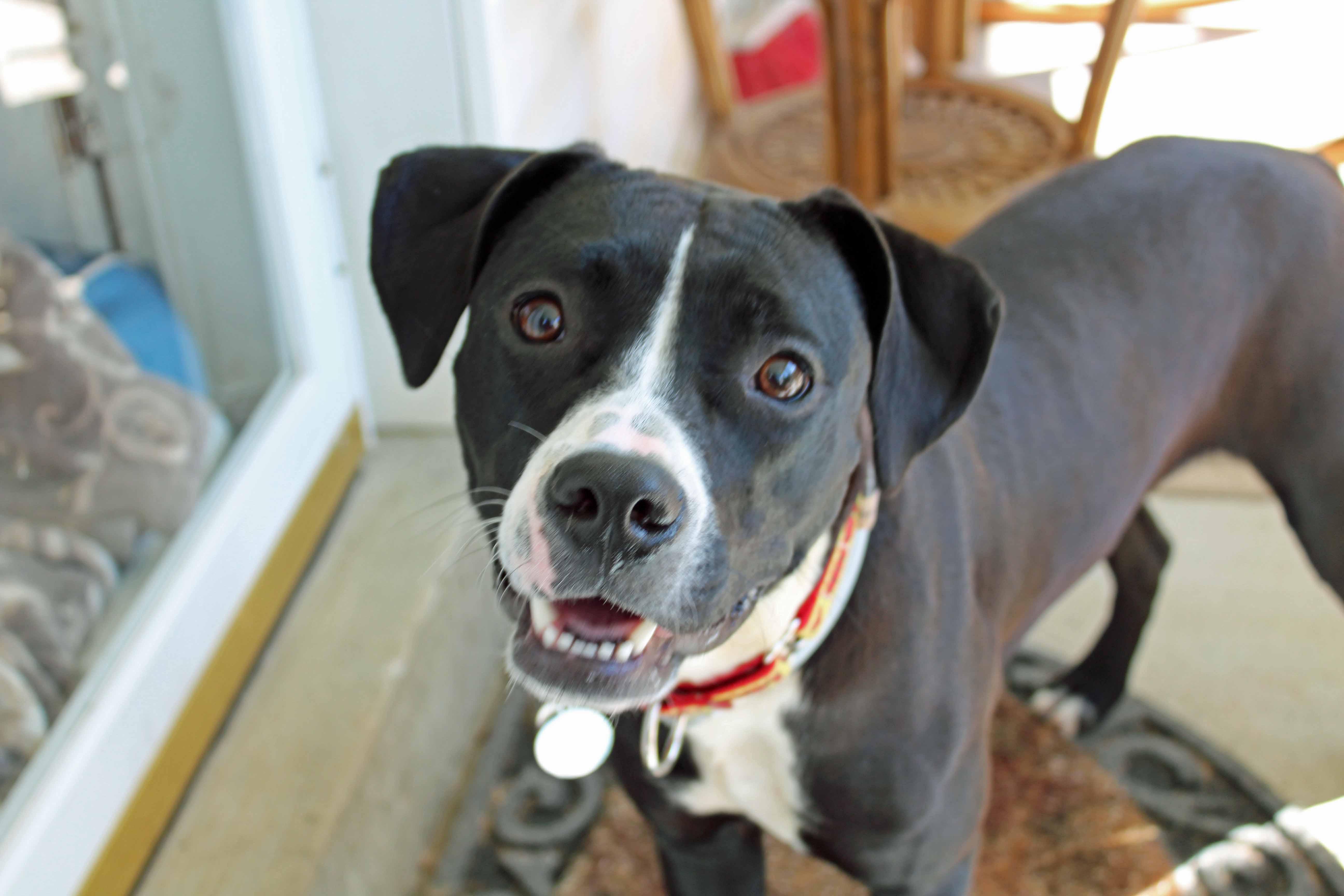 A baby medium-sized female Black Pointer dog named Roxy for adoption in Baltimore, MD