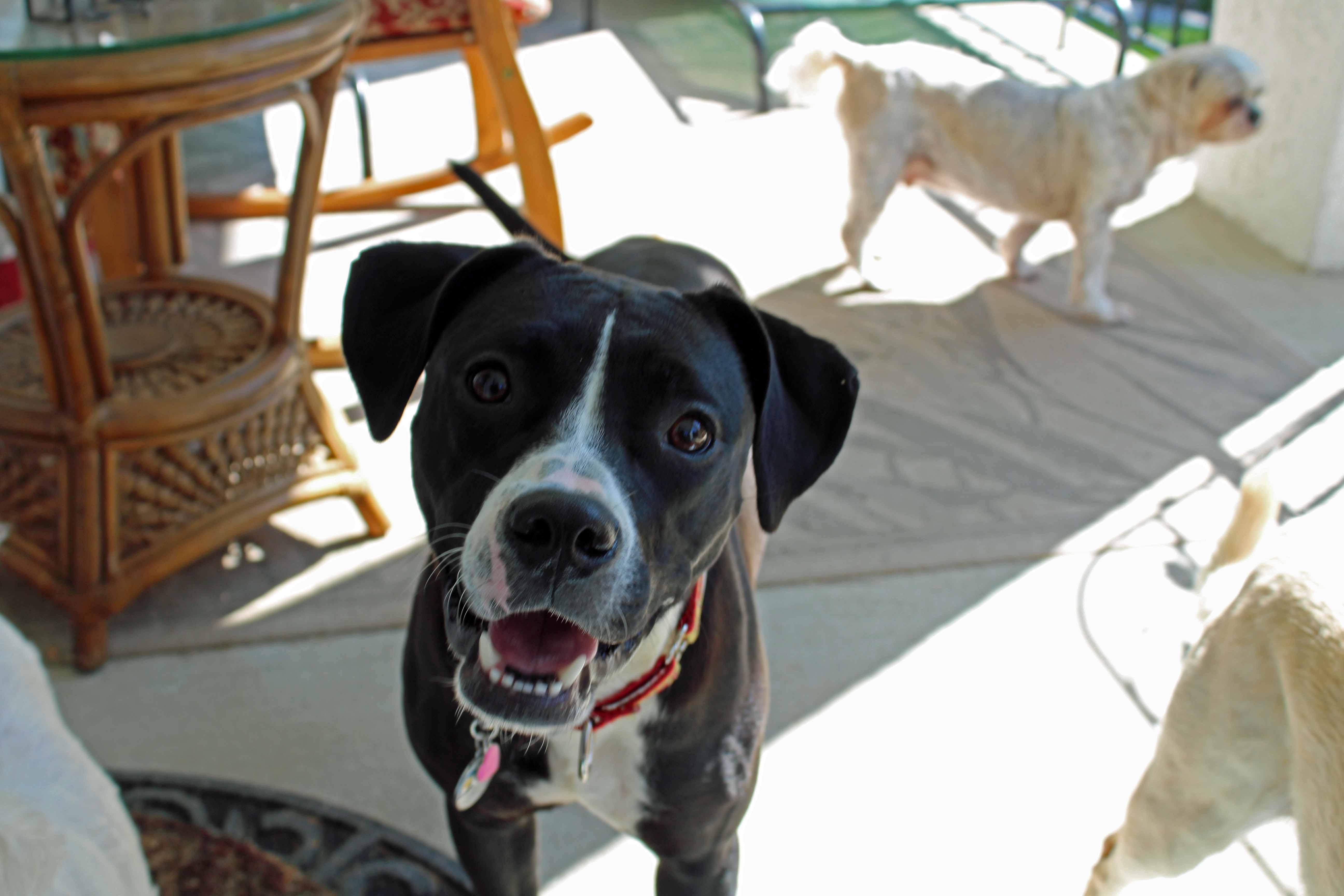 Roxy thumbnail 2
