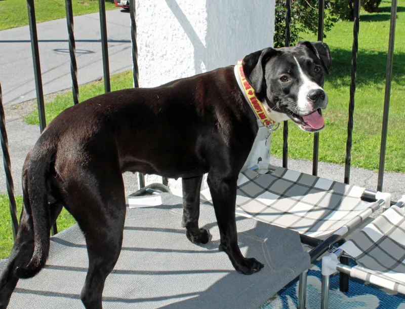 Roxy thumbnail 4