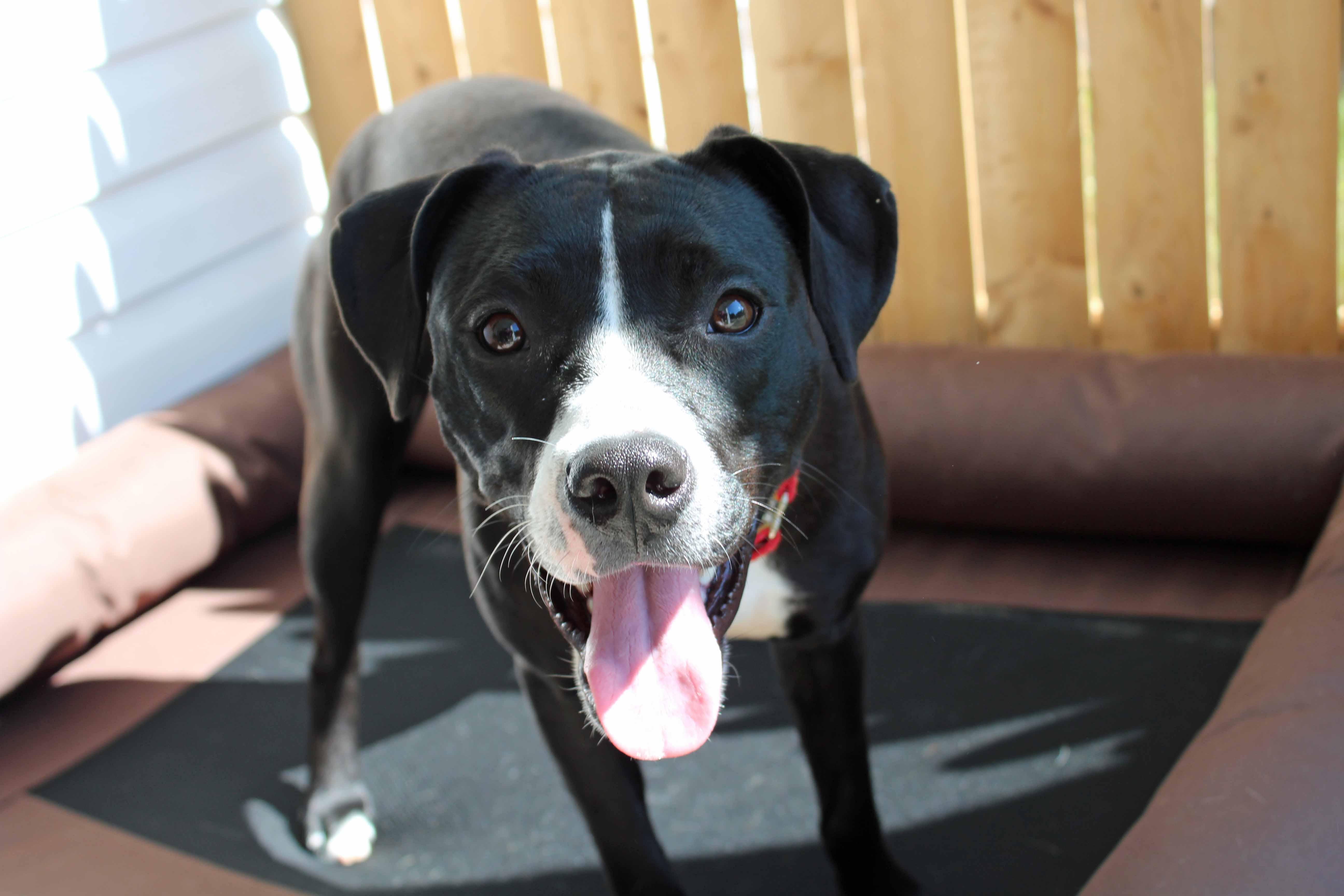 Roxy thumbnail 5