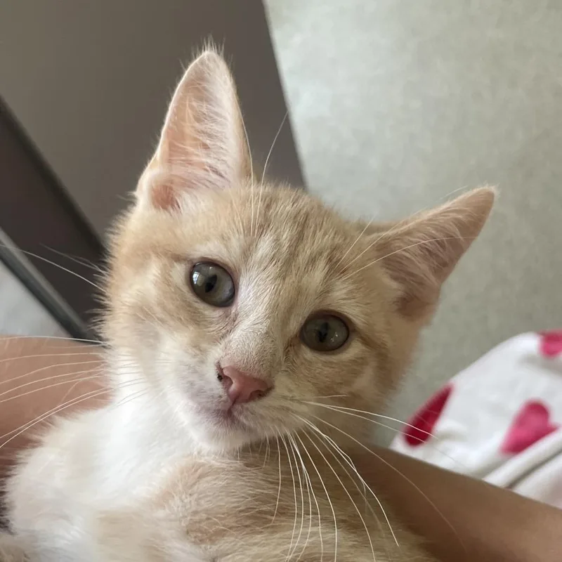 A baby small-sized male Buff / Tan / Fawn Domestic Short Hair cat named Thunderbolt for adoption in Chicago, IL