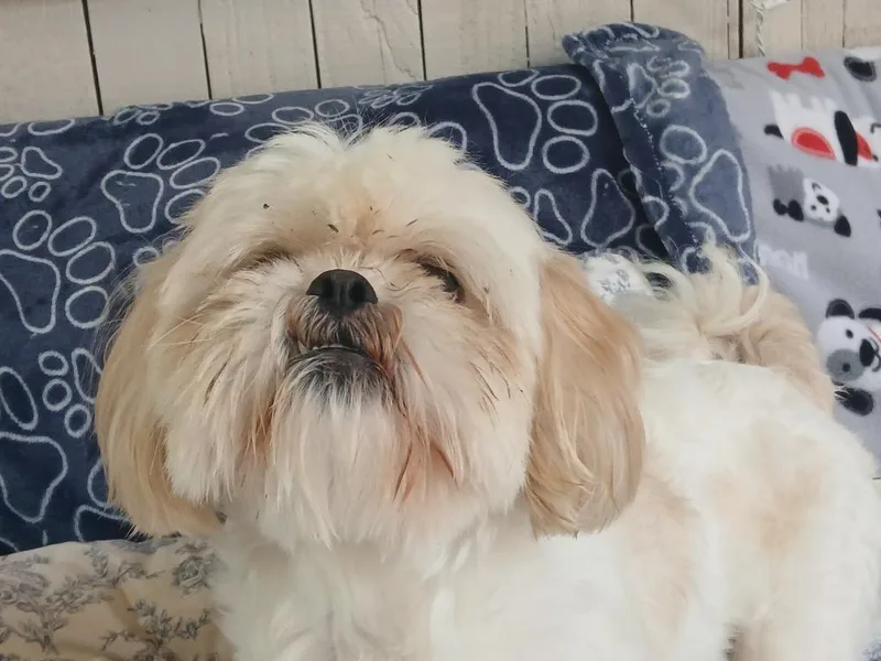 A young small-sized male Shih Tzu dog named Farquaad for adoption in Fort Worth, TX