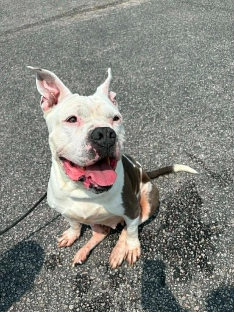 An adult large-sized female White / Cream Pit Bull Terrier dog named Lulu for adoption in Austin, TX