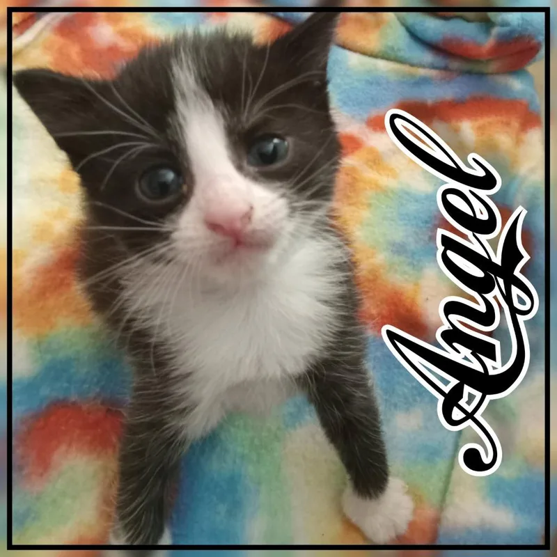 A baby small-sized female Domestic Short Hair cat named DesireeAngel for adoption in Hopkinsville, KY