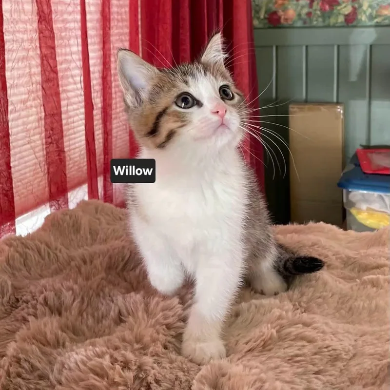 A baby medium-sized female Tabby (Brown / Chocolate) Tabby cat named Willow for adoption in Wyandotte, MI