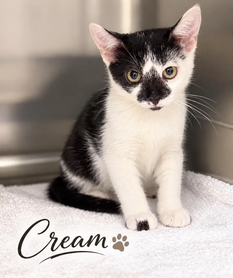 A baby small-sized female Black & White / Tuxedo Domestic Short Hair cat named Cream for adoption in Pawleys Island, SC