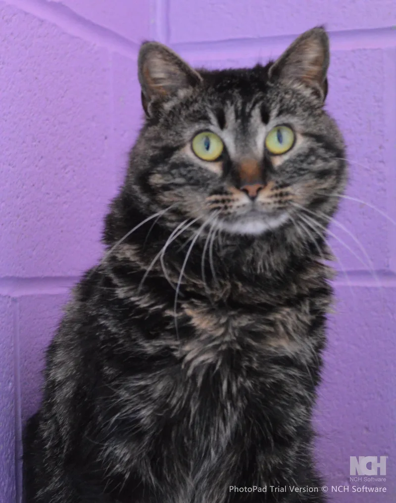 A young medium-sized female Tabby (Brown / Chocolate) Domestic Short Hair cat named Dixie for adoption in House Springs, MO
