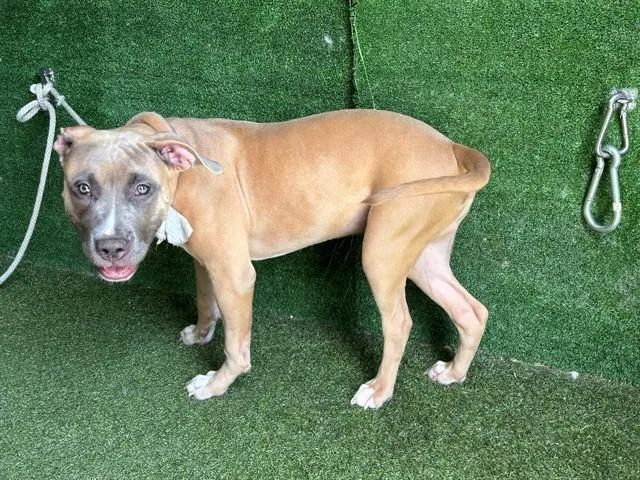 A young small-sized male Staffordshire Bull Terrier dog named Mello for adoption in Lancaster, CA
