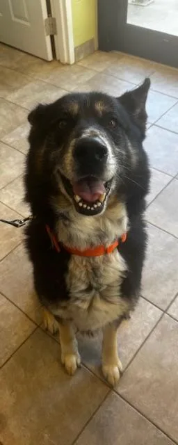 A senior large-sized male German Shepherd Dog dog named Archer for adoption in Clayton, GA