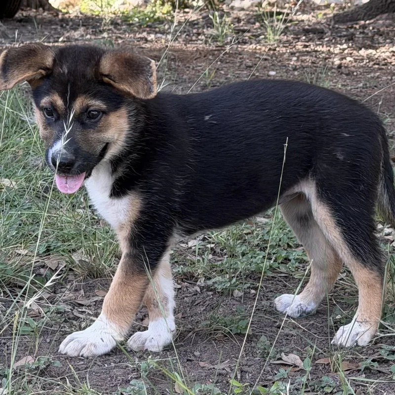 A baby medium-sized female Tricolor (Brown, Black, & White) German Shepherd Dog dog named Sherry for adoption in Boerne, TX