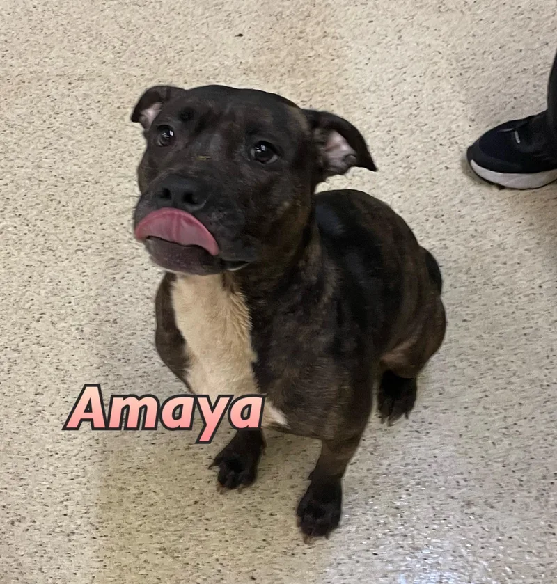 An adult medium-sized female Terrier dog named Amaya for adoption in Muncie, IN
