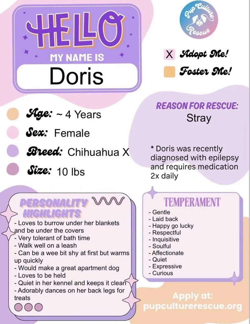 An adult small-sized female Chihuahua dog named Doris for adoption in Pasadena, CA