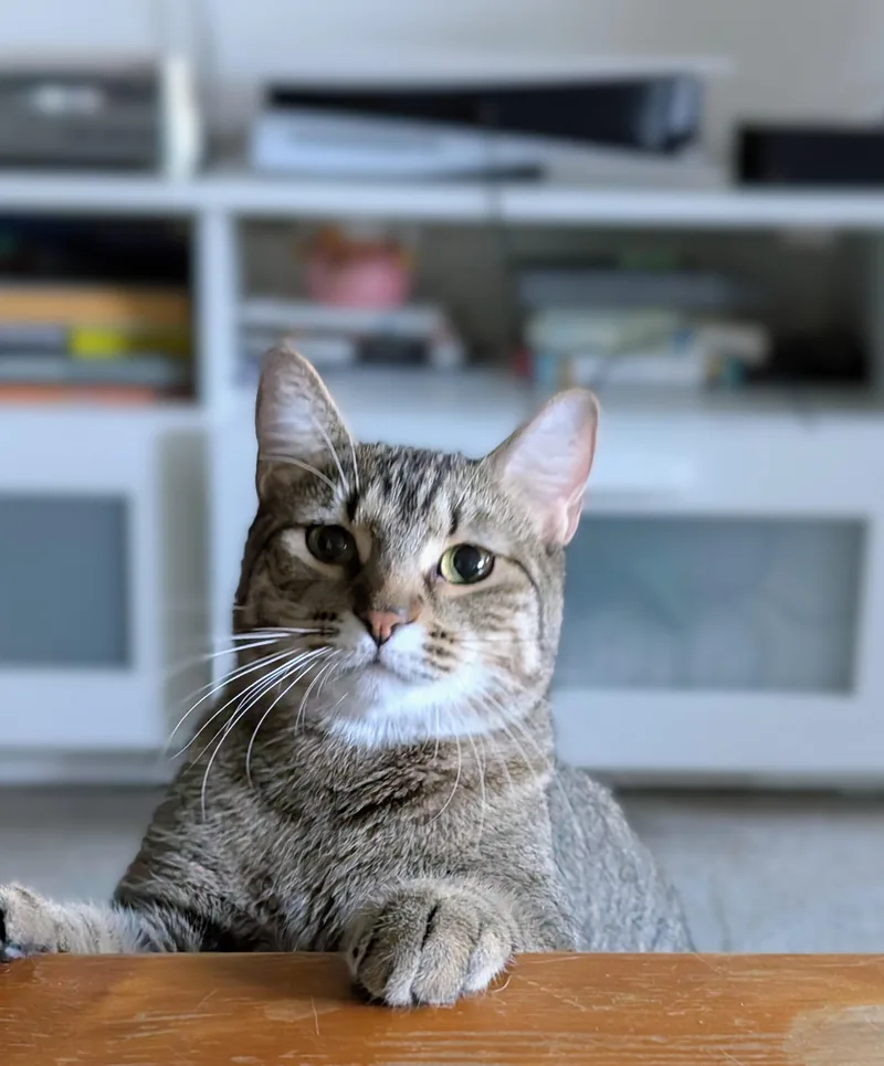 An adult medium-sized male Tabby (Buff / Tan / Fawn) Tabby cat named Bowie for adoption in Pearland, TX
