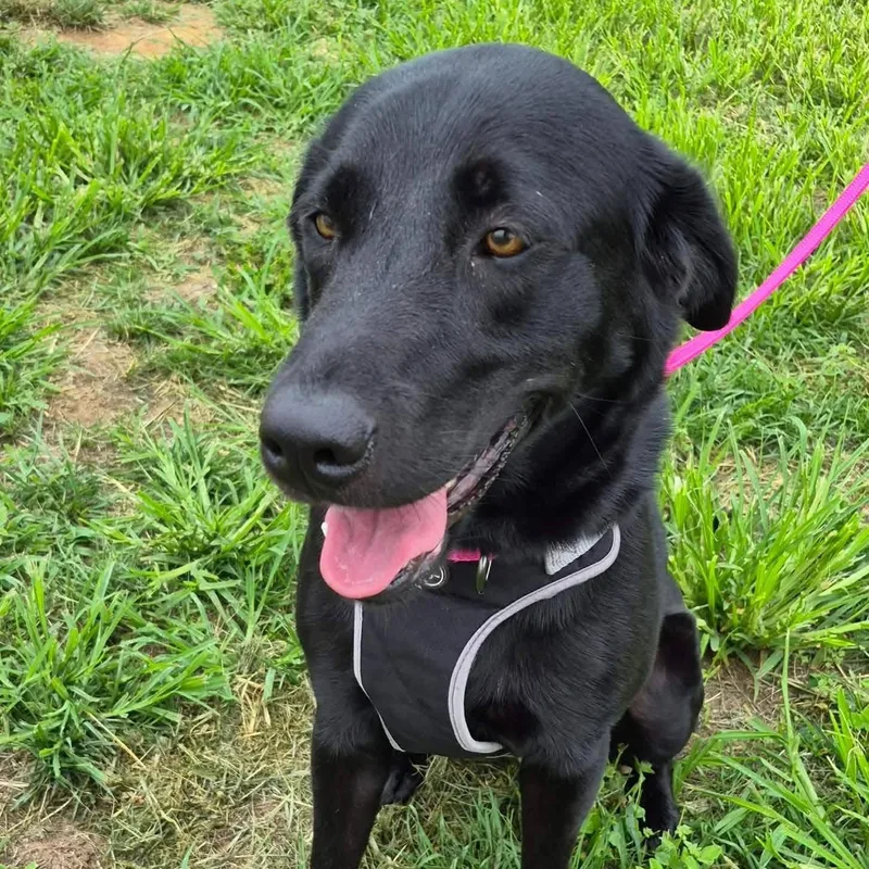 An adult large-sized female Black Labrador Retriever dog named Maize for adoption in Elkton, MD