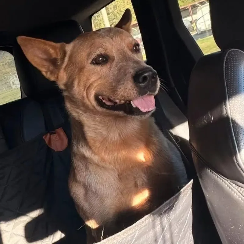 An adult medium-sized female Red / Chestnut / Orange Cattle Dog dog named Dolly for adoption in Terre Haute, IN