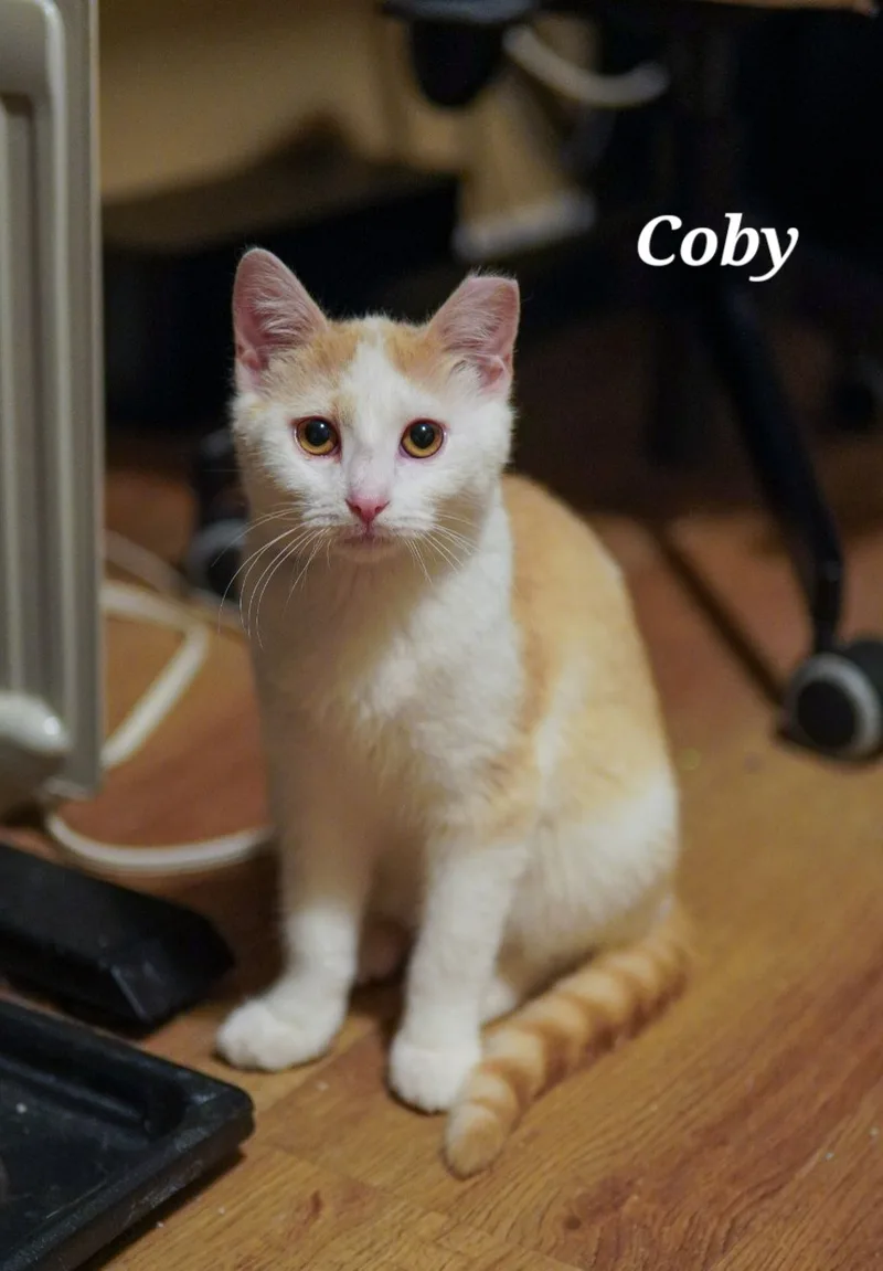 Coby thumbnail 2