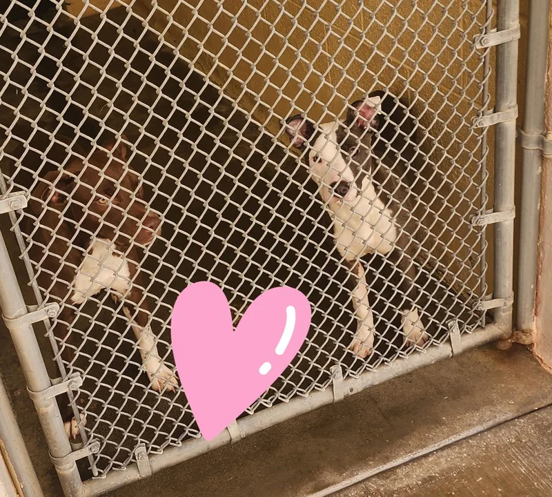 A young medium-sized female Pit Bull Terrier dog named 25-304/311 for adoption in Ridgecrest, CA