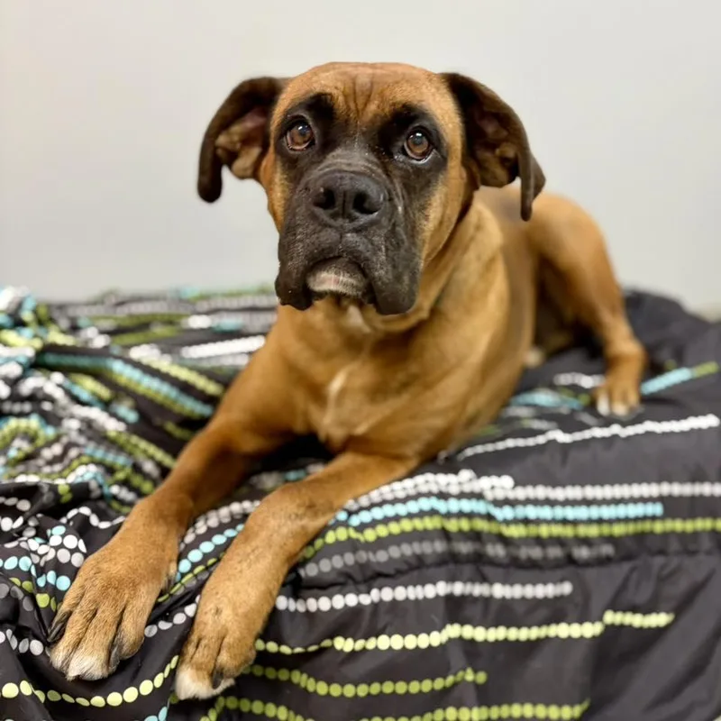 An adult large-sized male Boxer dog named Sewanee for adoption in Whitehall, PA