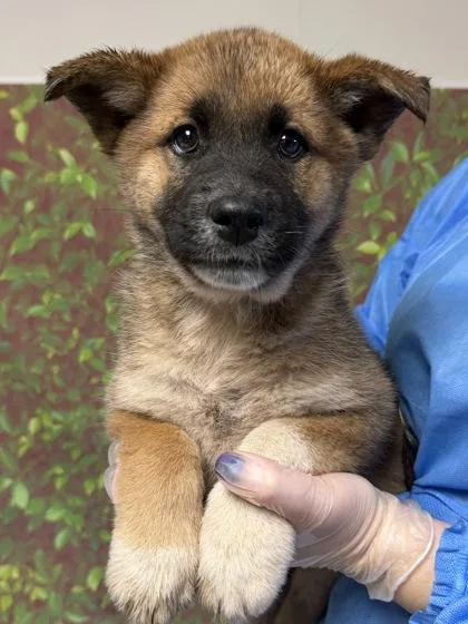 A young small-sized female Cattle Dog dog named Birch for adoption in San Antonio, TX