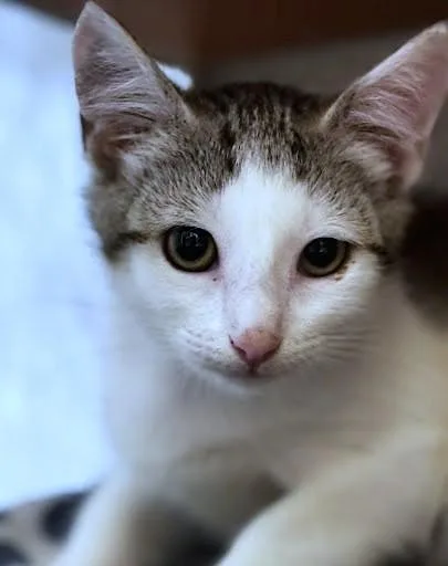 A baby small-sized female Domestic Short Hair cat named Mocha for adoption in Washington, DC