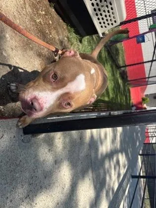 An adult medium-sized male Mixed Breed dog named Aang for adoption in West Chester, PA