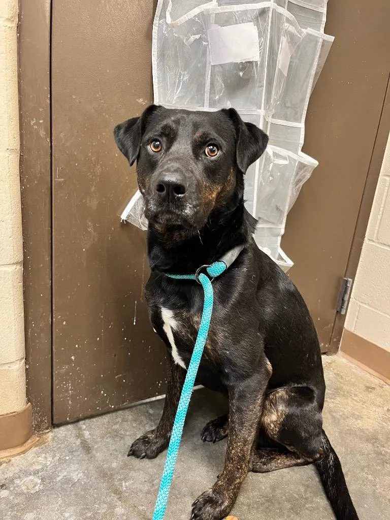 A young large-sized male Terrier dog named Richie Rich for adoption in Wintersville, OH
